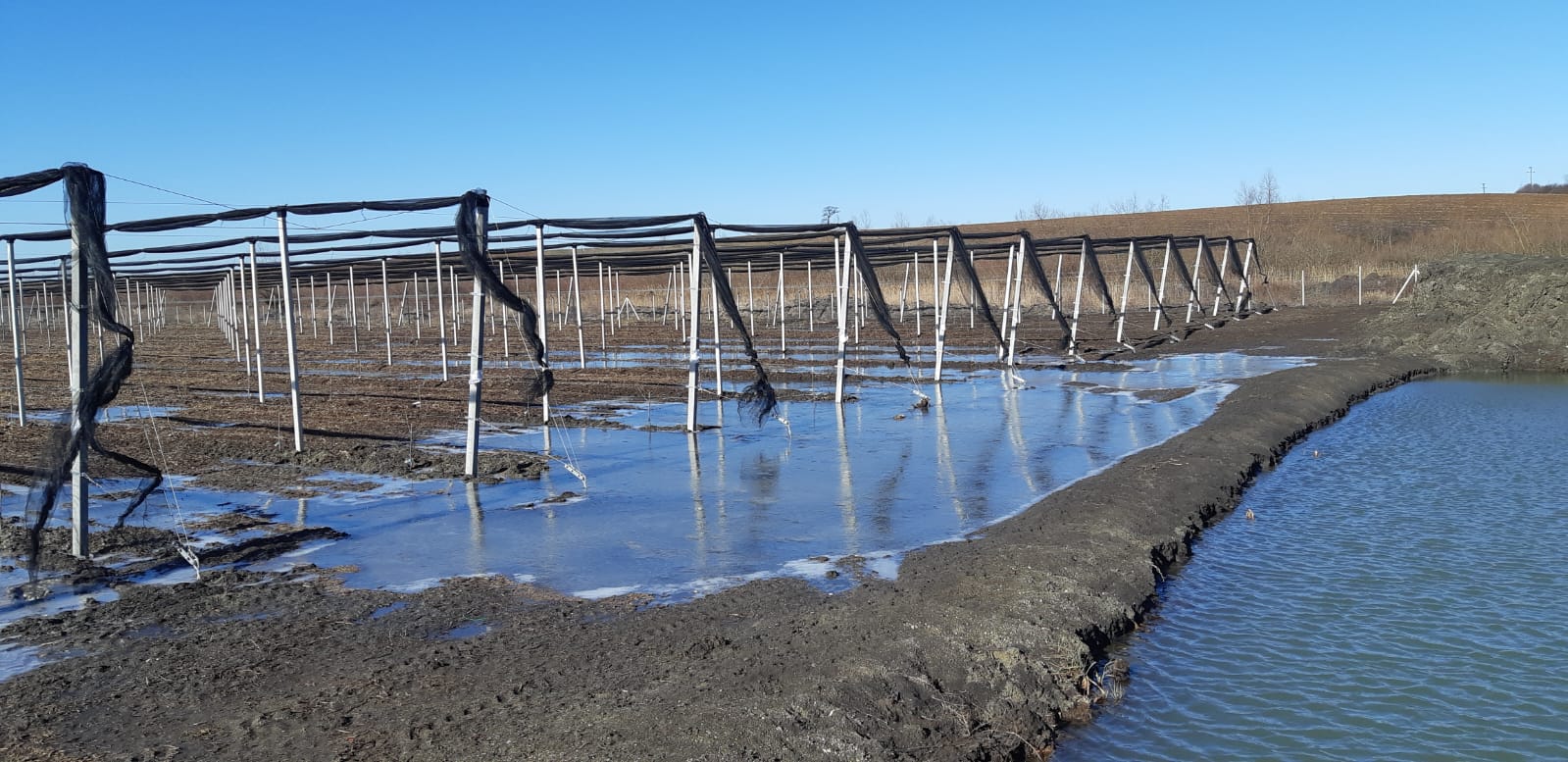 Plantarea pomilor - decembrie 2019