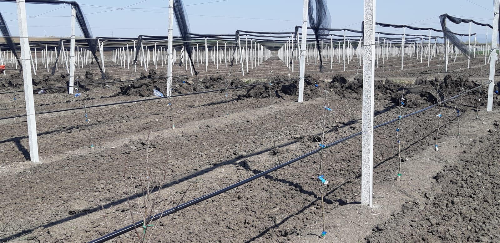 Primele rânduri plantate