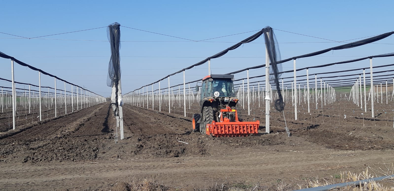 Pomii tineri plantați