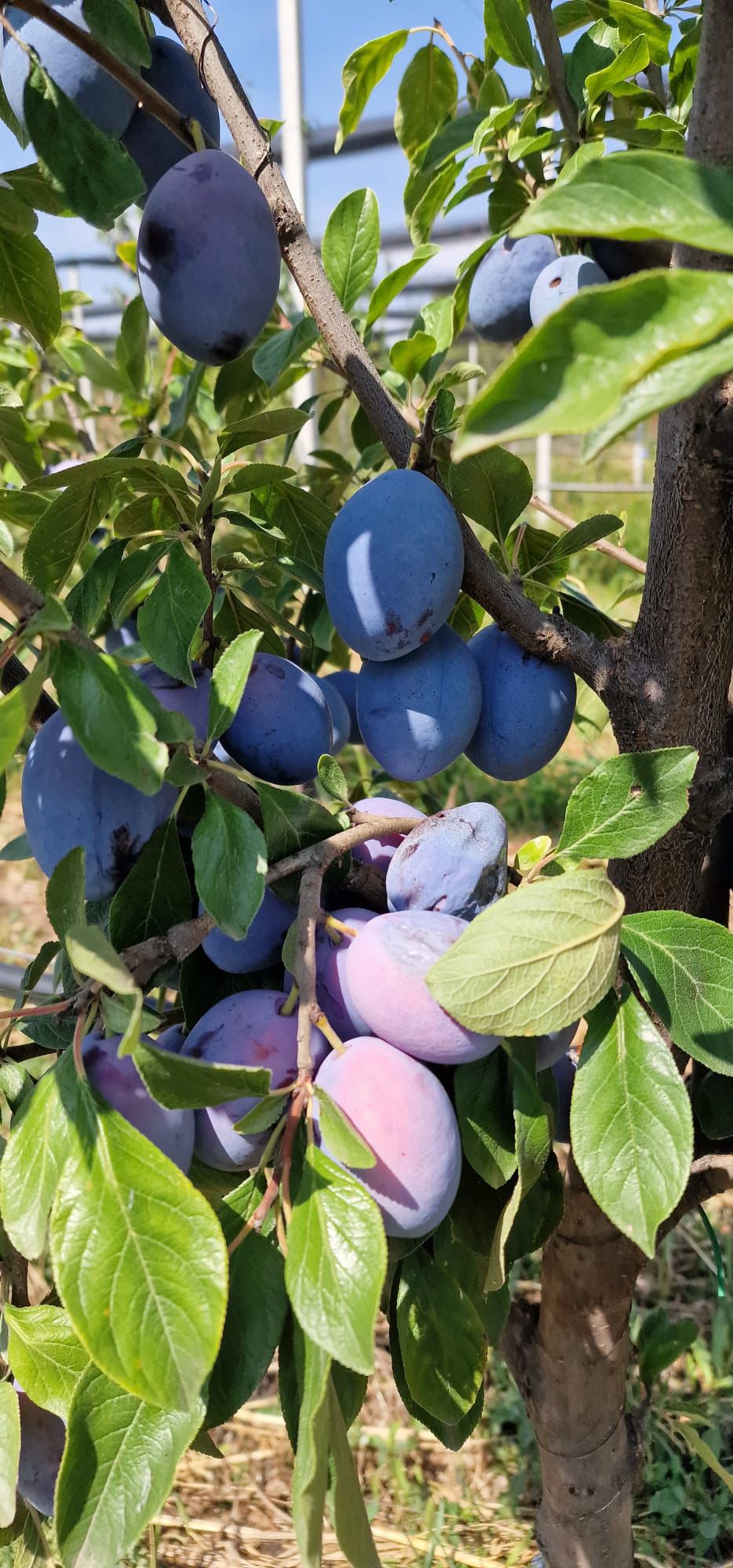 Prima recoltă de prune 2024