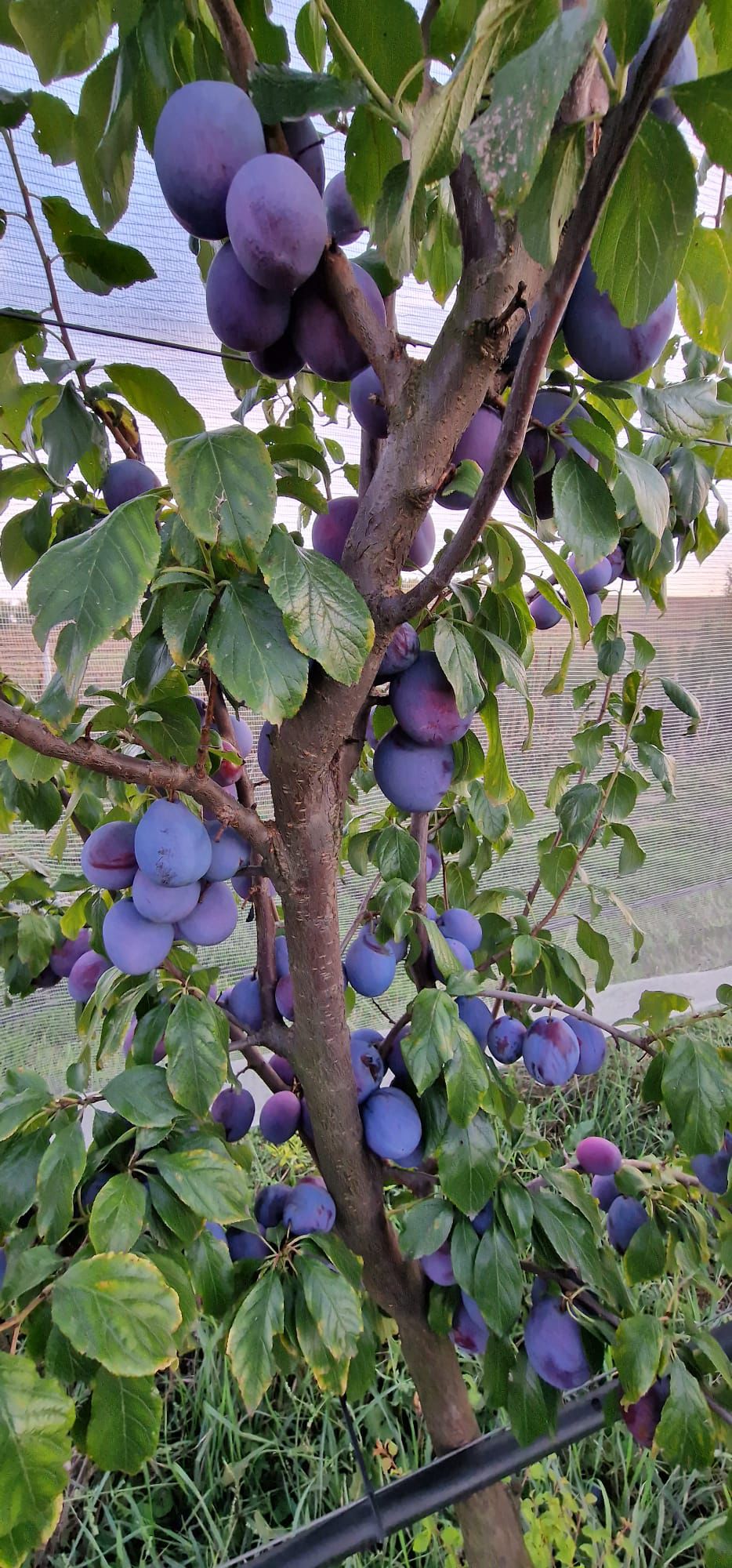 Prune BioDariantyFarm