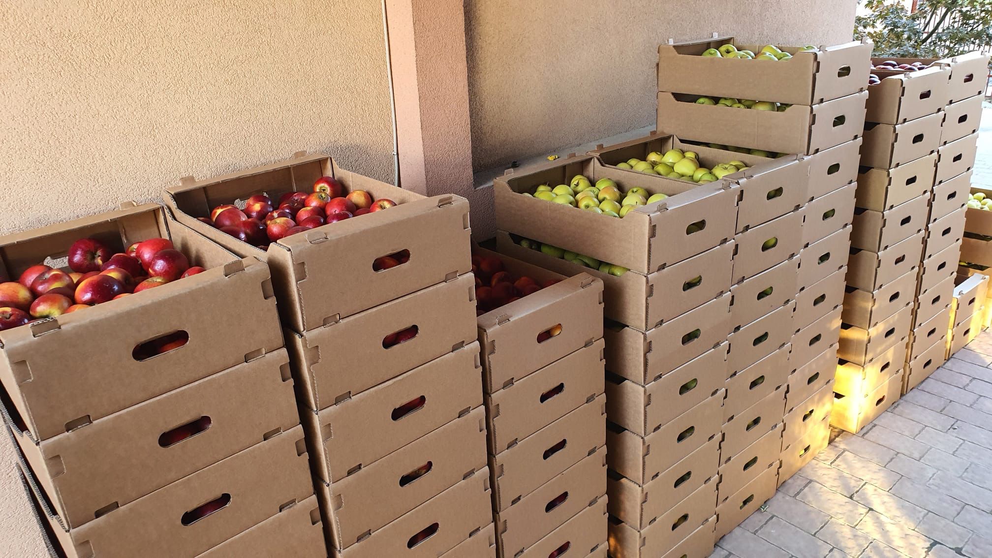 Primele recolte BiodariantyFarm