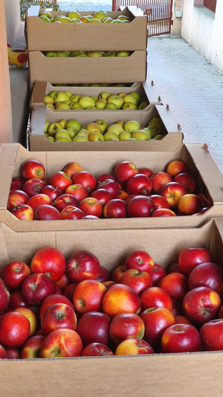 Primele recolte BiodariantyFarm